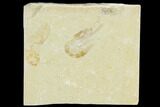 Cretaceous Fossil Shrimp - Lebanon #123936-1